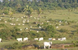 areas-degradadas-pastagem-pecuaria-amazonas
