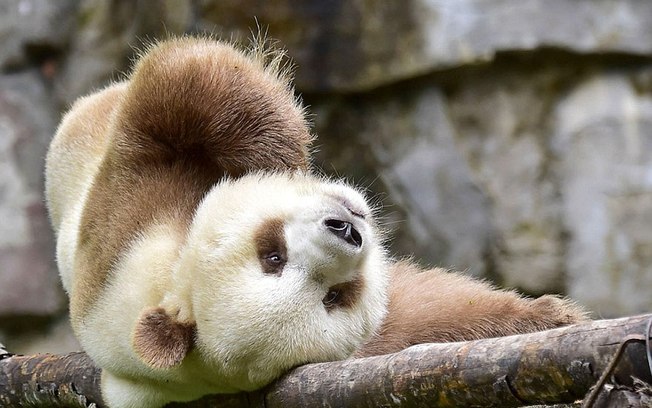 Única panda marrom do mundo ganha 2° chance após ser abandonada