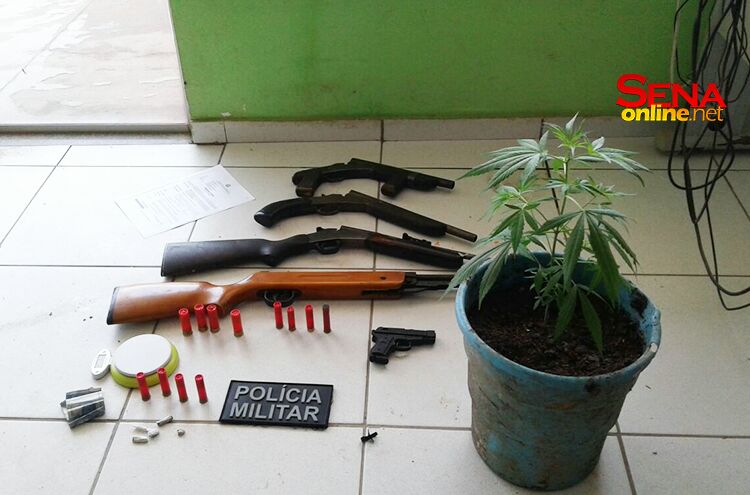 PM apreende quatro armas de fogo e pé de maconha; dono diz que achava se tratar de ‘quebra-pedra’