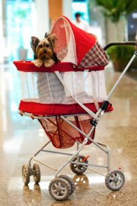 passeio-com-o-seu-pet-ao-via-verde-shopping