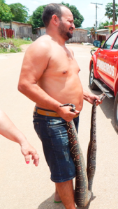 Segundo Jeocundo, a cobra  mede mais de dois metros/Foto:Reprodução