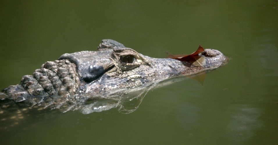 Bichos aquáticos da Amazônia são os que mais sofreram com caça