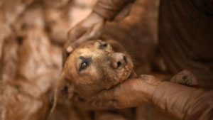 151119071636_lama_minas_gerais_afp_640x360_afp_nocredit