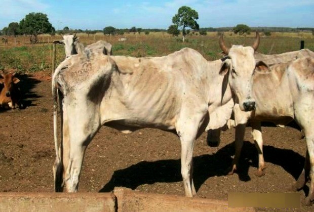 Dados do Governo Federal demonstram a fraqueza da agropecuária no estado do Acre