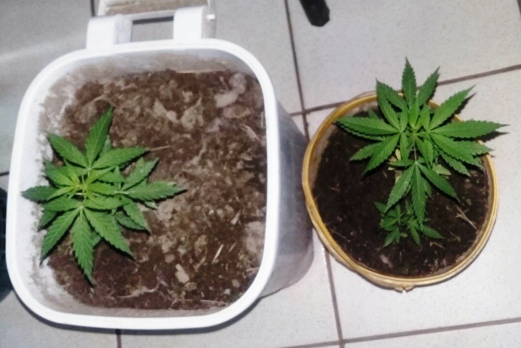 PM prende agentes acusados de cultivar maconha no quintal de casa em Brasiléia