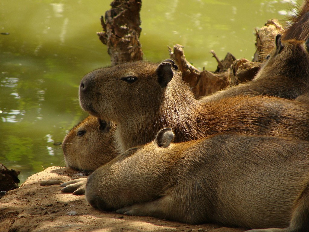 Mais de 23 milhões de animais foram mortos na Amazônia em 55 anos