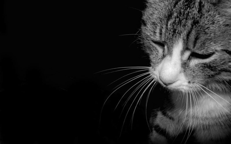 Após vídeo de gato espancado até a morte, promotora emite nota e instaura procedimento