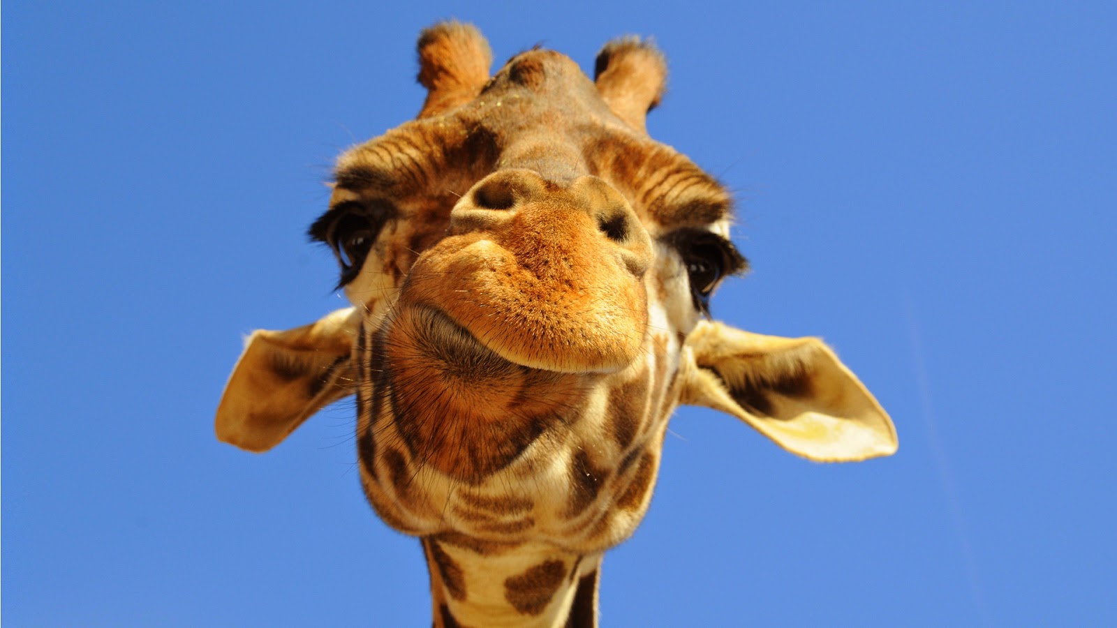 Girafas entram para a lista de ameaçados em extinção