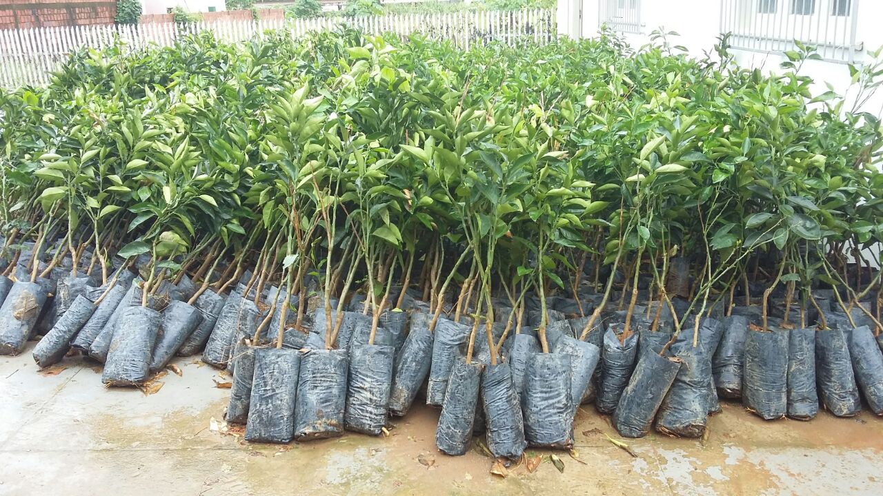 Em Sena Madureira, 78 famílias recebem mudas de plantas frutíferas nesta quinta-feira