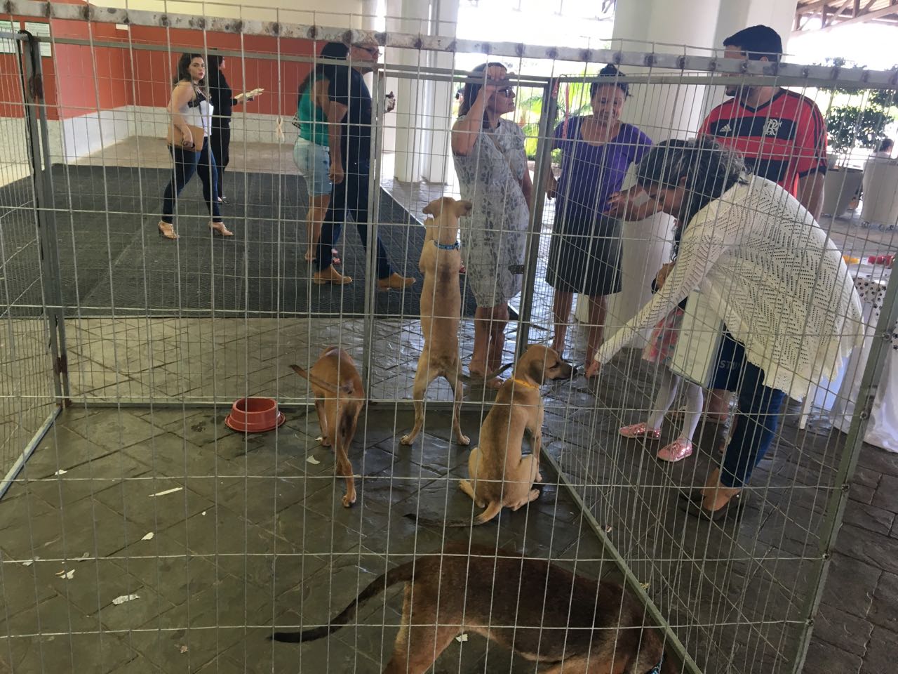 Fundadora de ONG que cuida de animais abandonados realiza Feira de Adoção no Via Verde Shopping