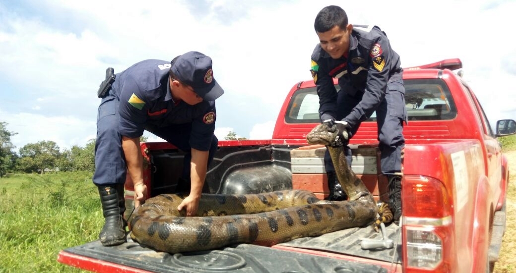 Cobra sucuri medindo cerca de 5 metros assusta moradores de Tarauacá nesta terça-feira