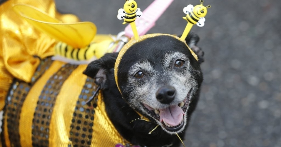 Via Verde Shopping realiza o PET DAY e promove ‘Cãocurso de Carnaval’