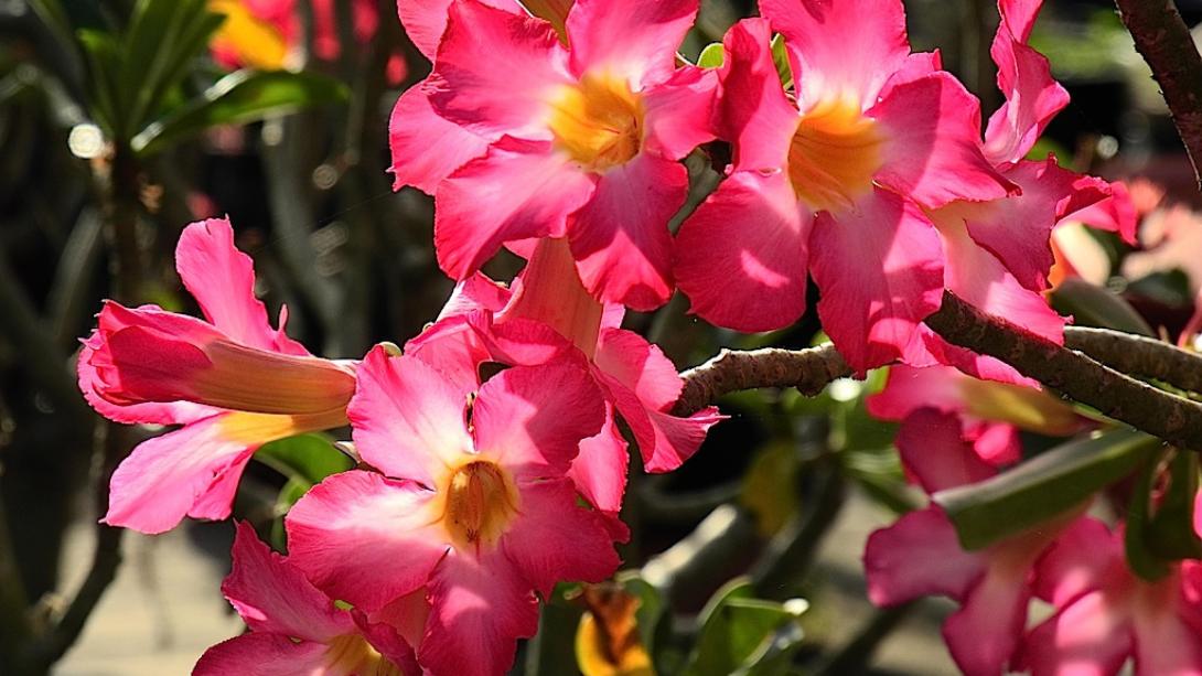 Rio Branco recebe 4ª edição do Festival de Flores de Holambra nesta quinta-feira
