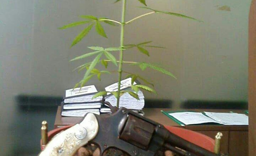 Polícia Militar apreende arma de fogo e pé de maconha em residência no bairro Habitasa