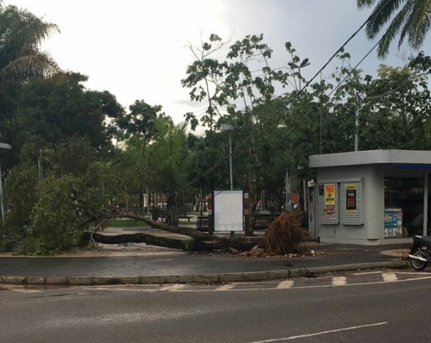 Após a forte chuva que atingiu Rio Branco nesta quarta, árvore desaba em meio a Praça da Revolução