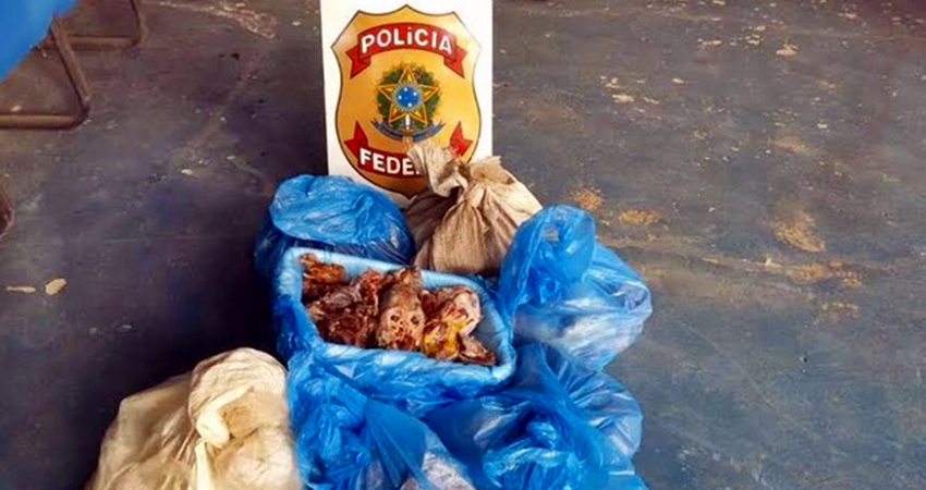 Polícia prende homens com 76 kg de carne de macaco, anta e veado em terra indígena