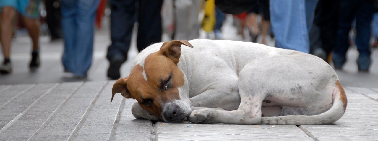 Pessoas que adotaram animais das ruas e ganharam os melhores amigos que se pode ter