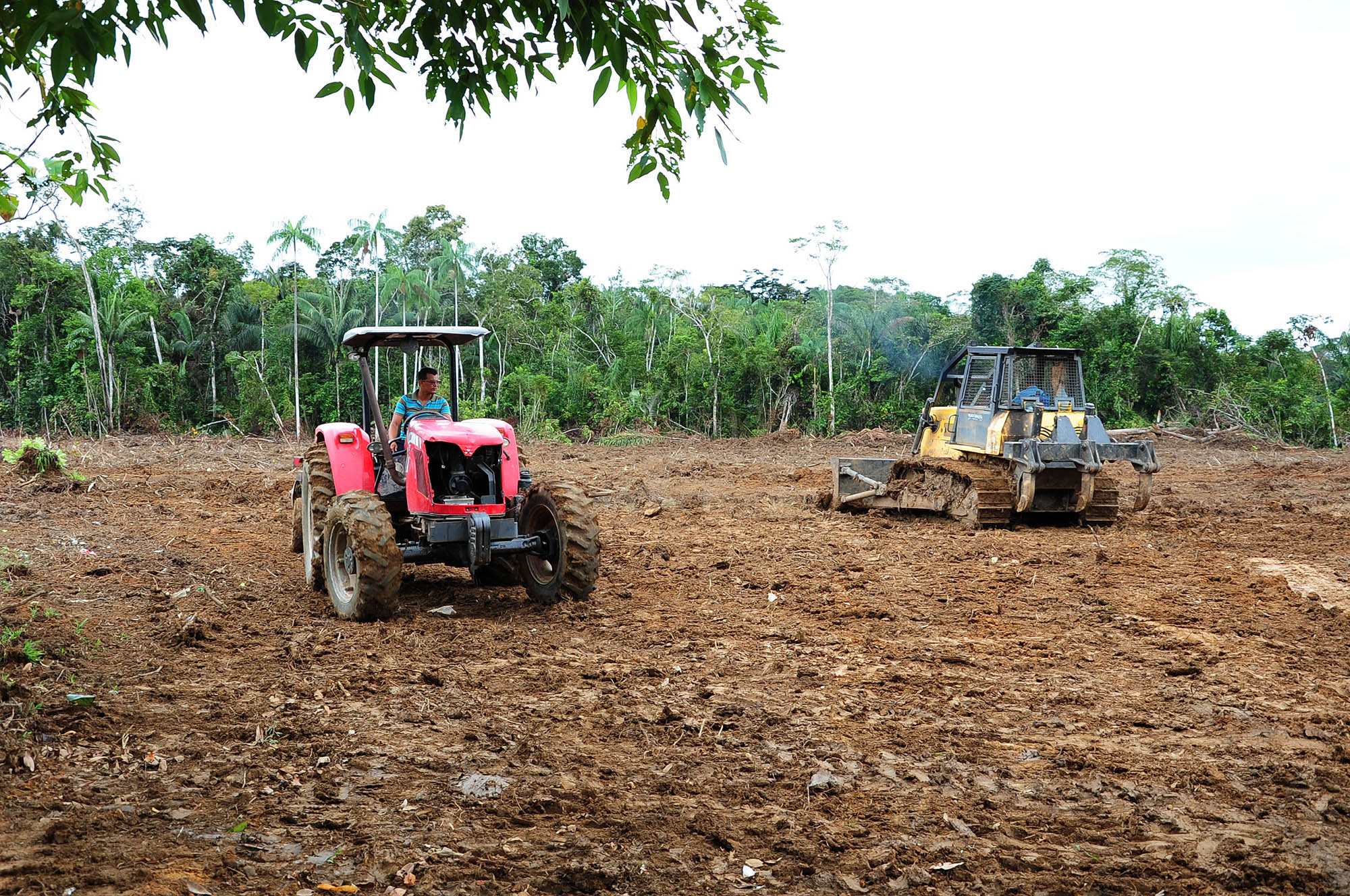 Região do Vale do Juruá no Acre terá segunda maior produção de abacaxi do país