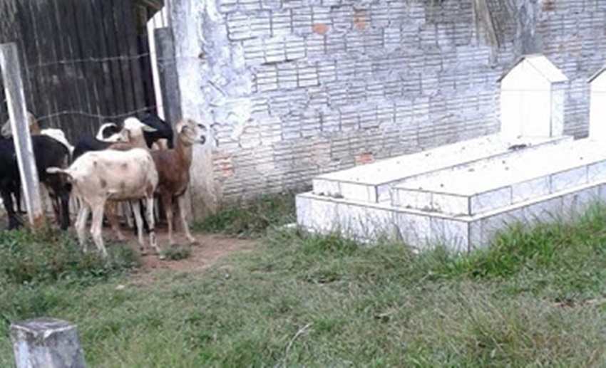 Internauta denuncia a invasão de carneiros e o descaso do Poder Público com o cemitério de Feijó