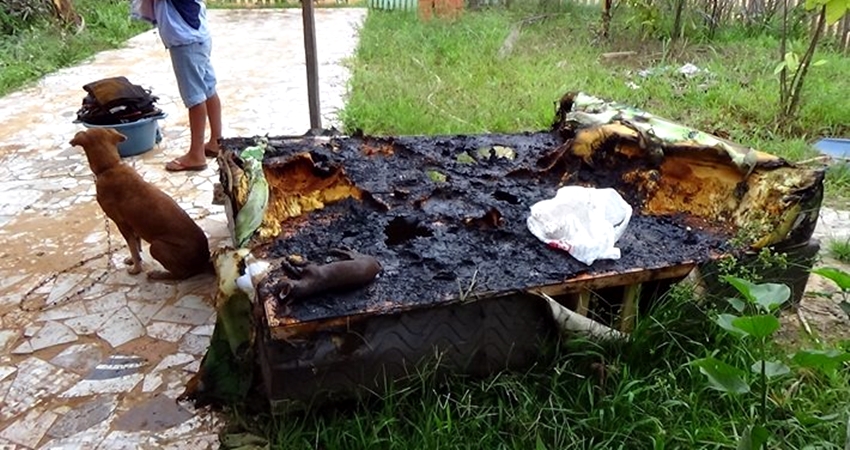 Após furtar casa, bandidos incendeiam colchão e matam cachorro Pinscher em Brasileia