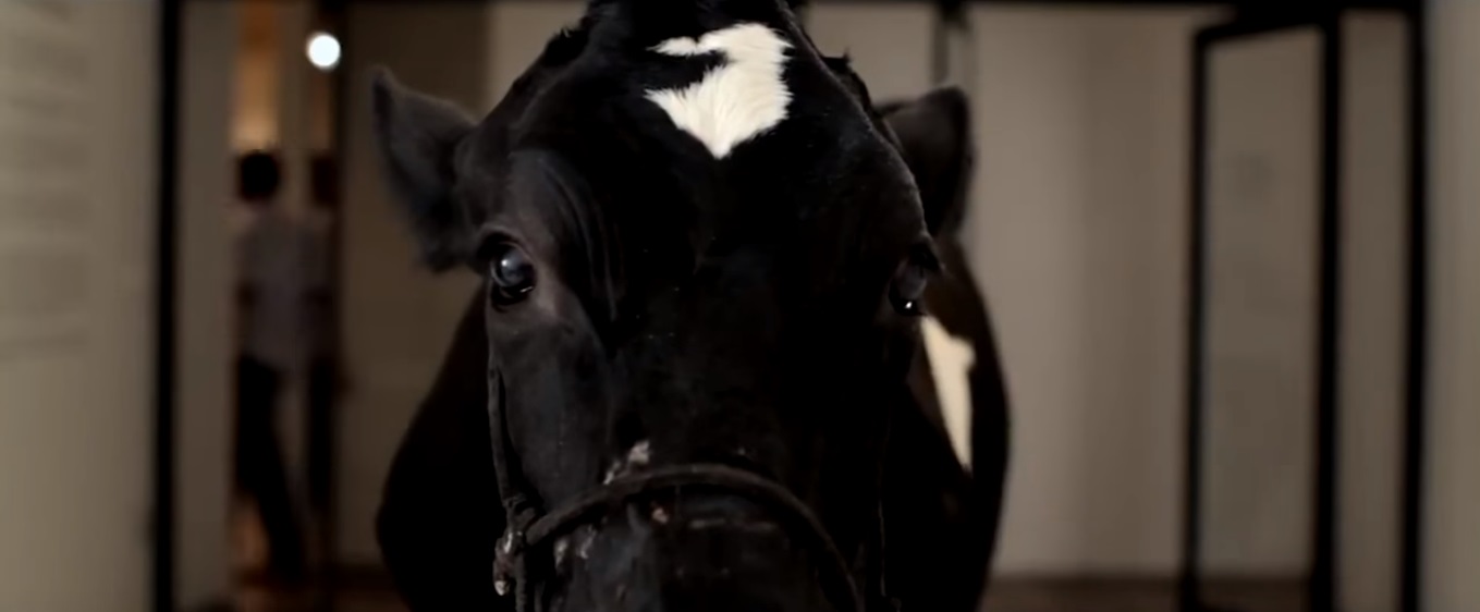 Filme “Animal Político” é opção para os cinéfilos neste fim de semana