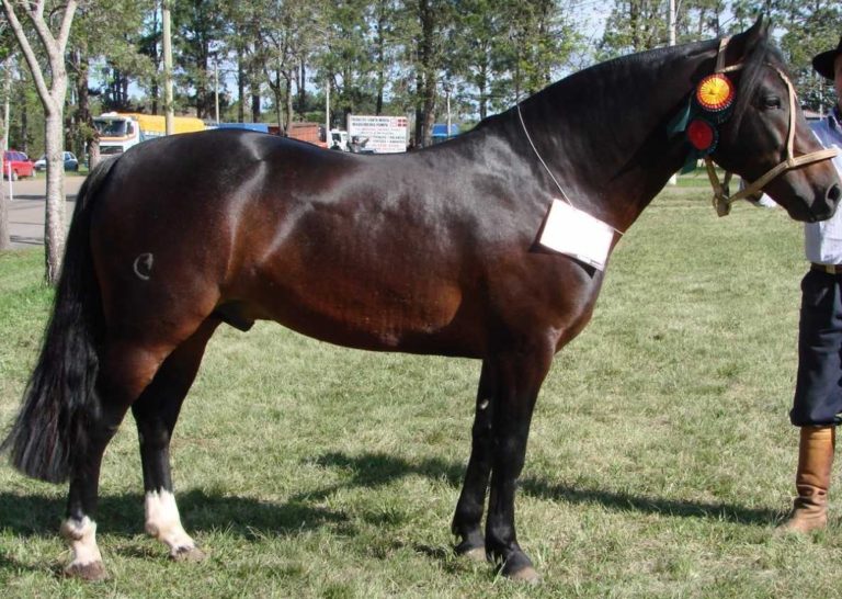 Cavalo morre um mês após ser leiloado por quase R$ 7 milhões no Rio Grande do Sul