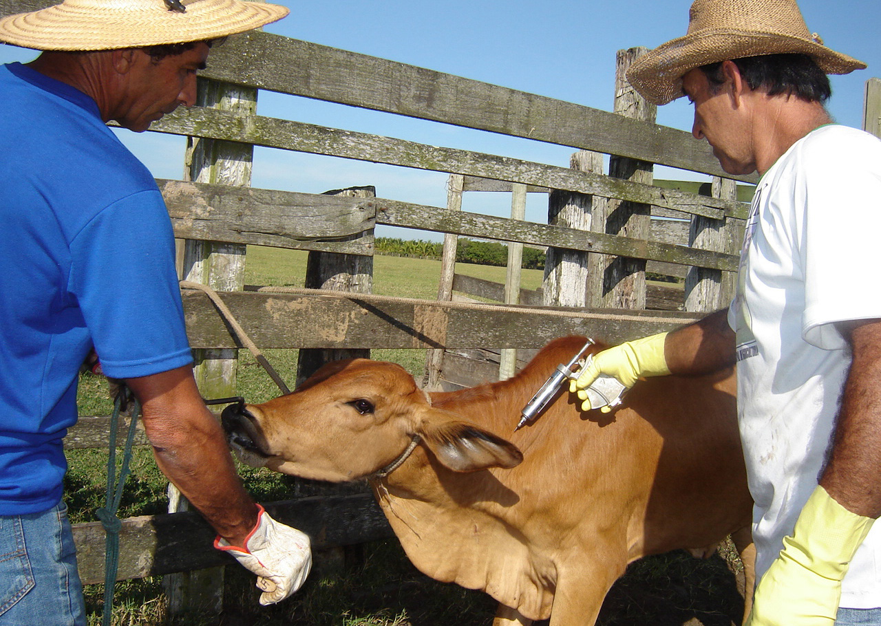 Campanha de vacinação contra febre aftosa é prorrogada no Acre