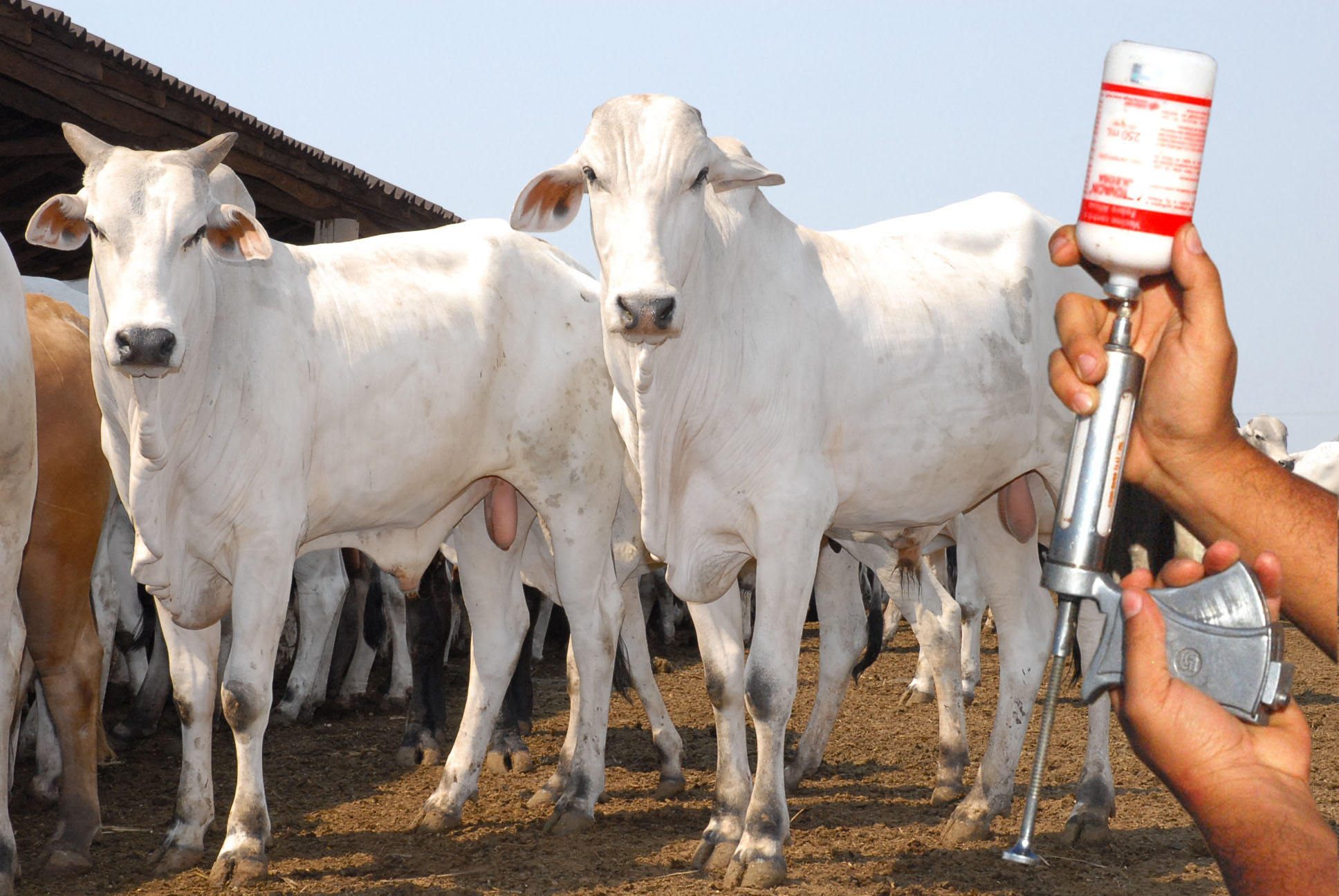 Rebanho vacinado contra aftosa no Acre registra marca recorde de 99,18%