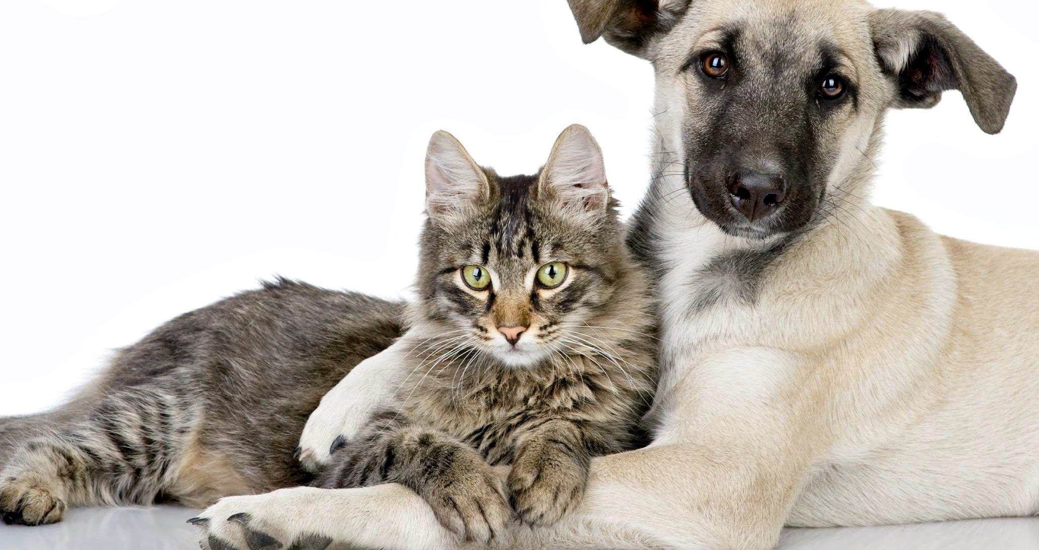 Entidades protetoras dos animais ganharão auxílio municipal em Rio Branco