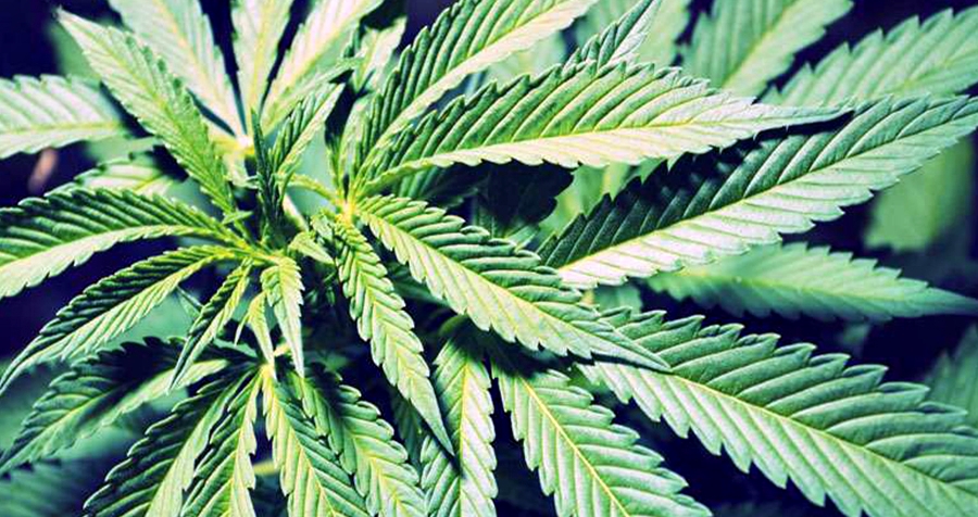 Justiça do RJ autoriza casal a cultivar maconha em casa para tratamento medicinal
