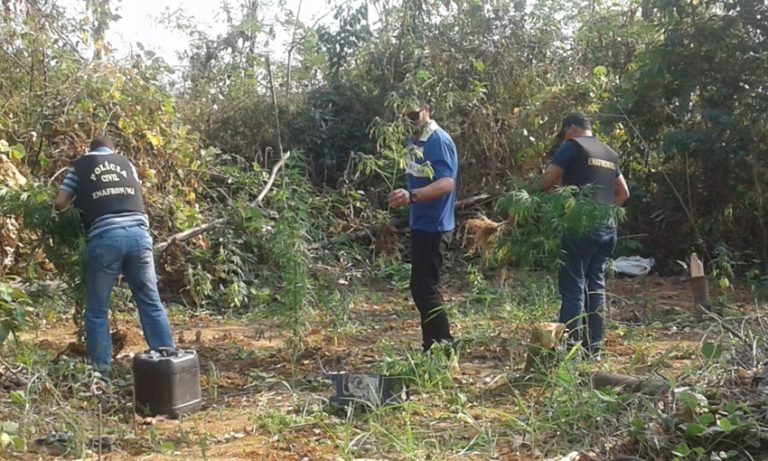 Polícia Civil prende agricultor e destrói plantação de maconha em Acrelândia