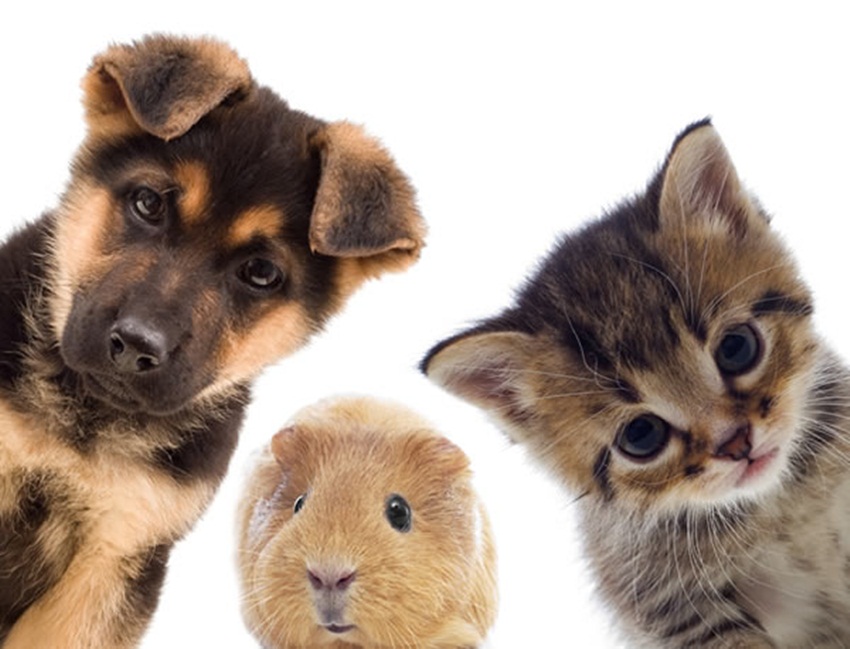 Após aprovação de lei, mais de 4 mil cães e gatos são registrados em Rio Branco