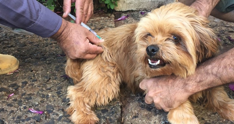 Campanha de vacinação pretende imunizar 80% dos cães e gatos de Rio Branco