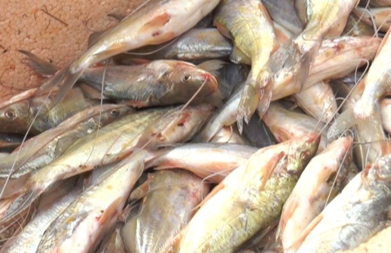 Sena receberá mais de mil kg de mandim para serem vendidos à população nesta quinta