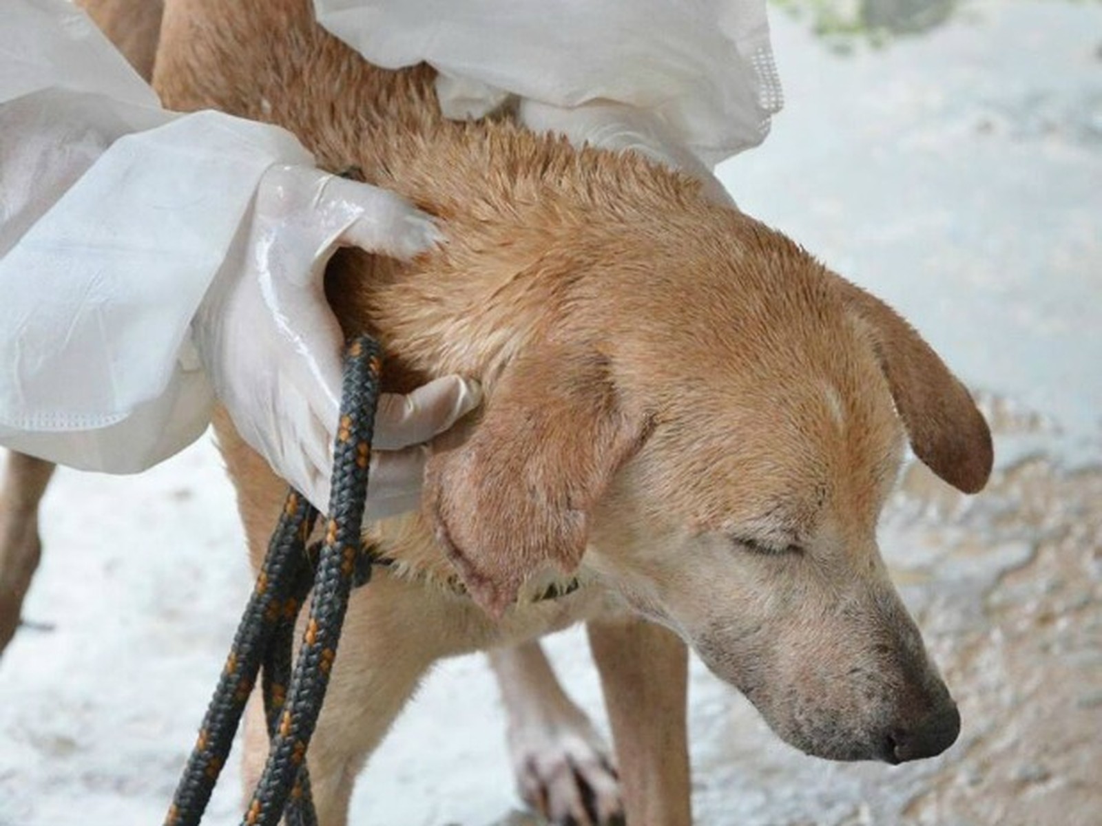 ONG acreana Patinha Carente suspende resgate de animais por conta dívidas