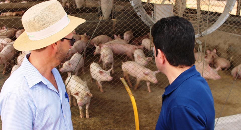 “Exportação de carne suína do Acre para o Peru será oficializa dia 8 de dezembro”, diz Gladson