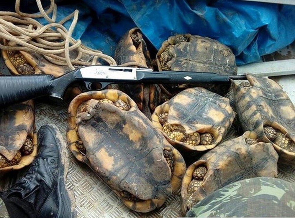 Batalhão Ambiental apreende jabutis e rifle em embarcação no Rio Chandles