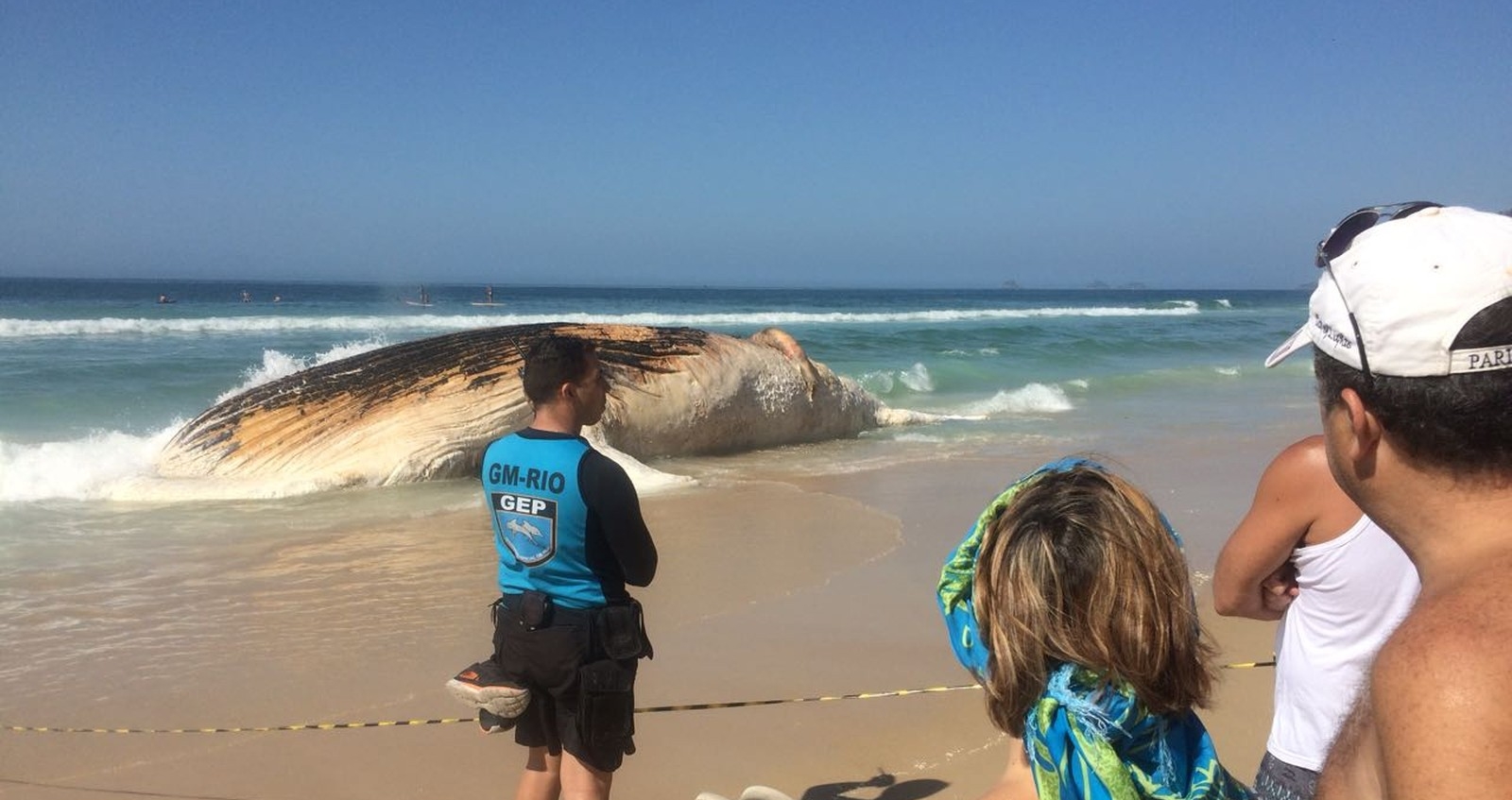 Baleia morre encalhada na Praia de Ipanema, no Rio de Janeiro