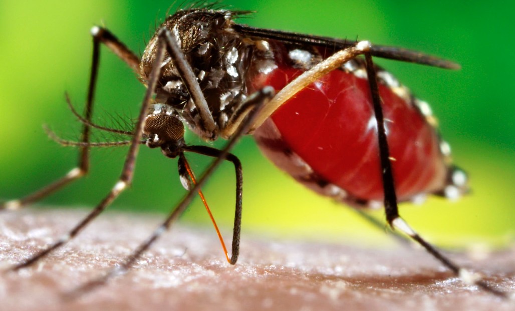 Mais de 350 cidades brasileiras correm risco de ter surto de dengue, zika e chicungunha; Acre omite dados