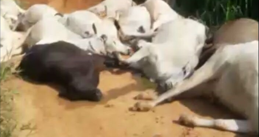 Cabo de energia rompe, mata homem de 26 anos, um cachorro, um cavalo e 30 cabeças de gado