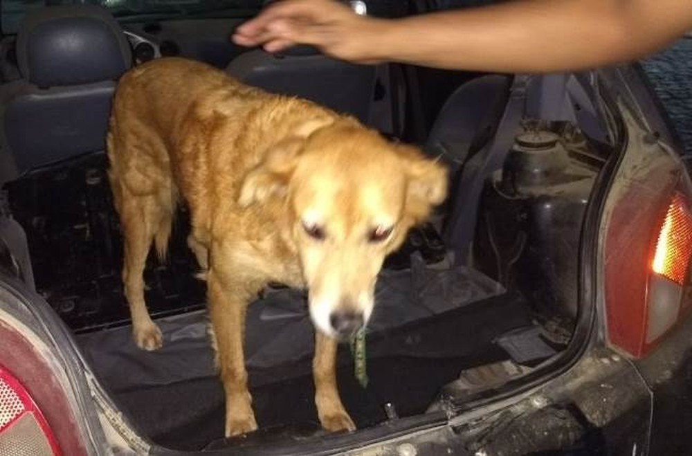 Idoso é detido suspeito de abusar sexualmente de cadela em PE