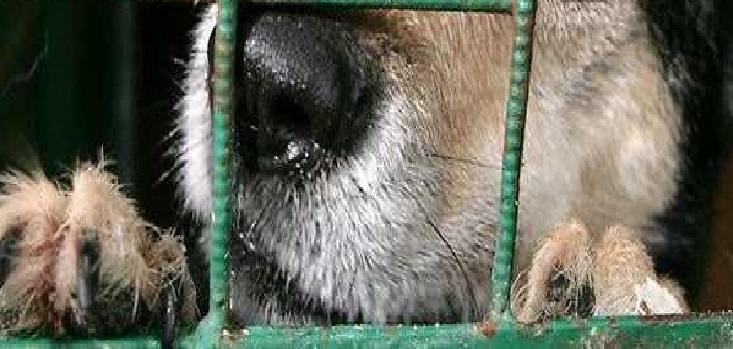 Homem corta pênis de cachorro em Rio Branco e ONG resgata animal mutilado