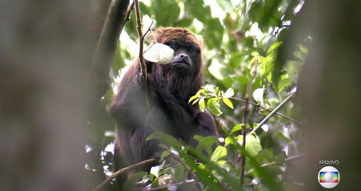 Morte de macaco com febre amarela faz SP fechar zoo e 2 parques