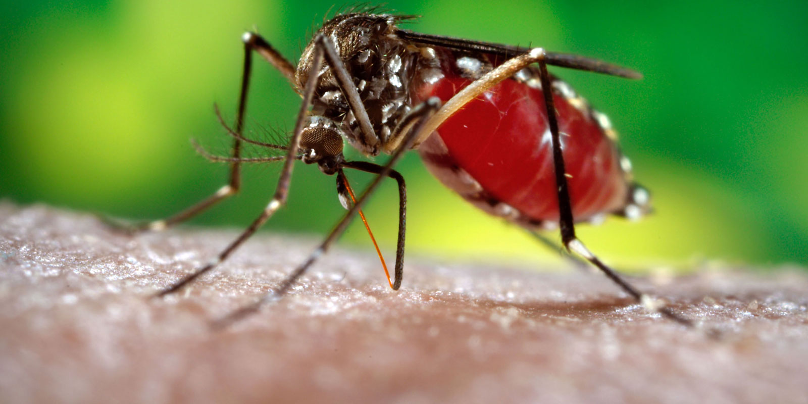 Em queda no país, casos de dengue voltam a crescer no Acre e em outros estados