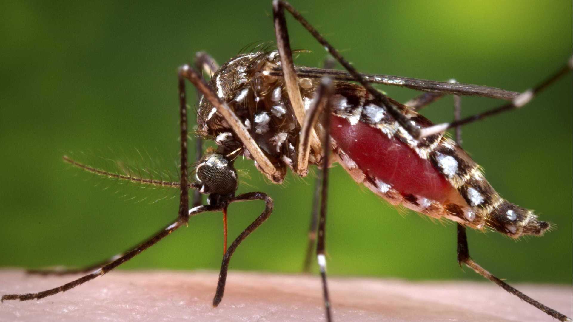 Sobe para 98 o número de mortes por febre amarela no Brasil; veja casos no AC
