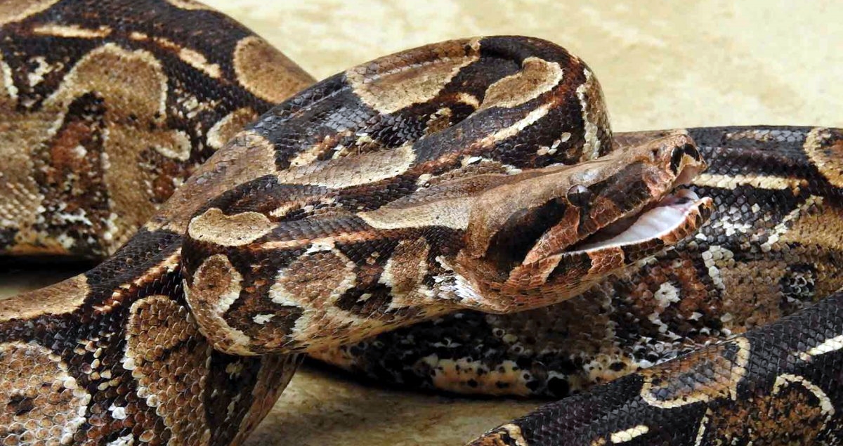 Homem aciona Bombeiros após encontrar cobra de mais de 2 metros no quintal de casa
