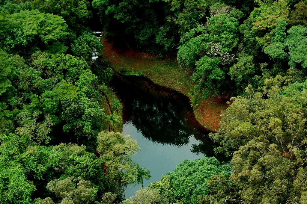 O STF e o novo Código Florestal