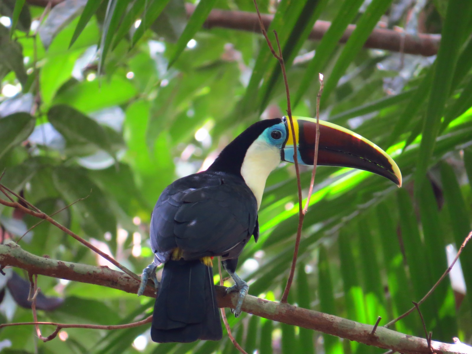 Tucano-de-papo-branco tem um dos cantos mais conhecidos da Amazônia