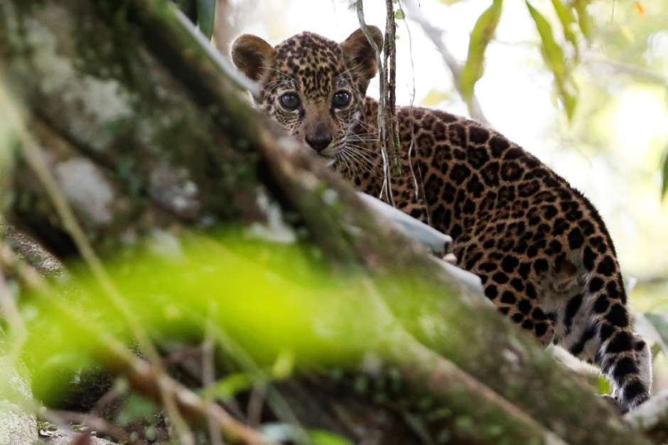 Onças-pintadas da Amazônia surpreendem pesquisadores e turistas vivendo em cima de árvores