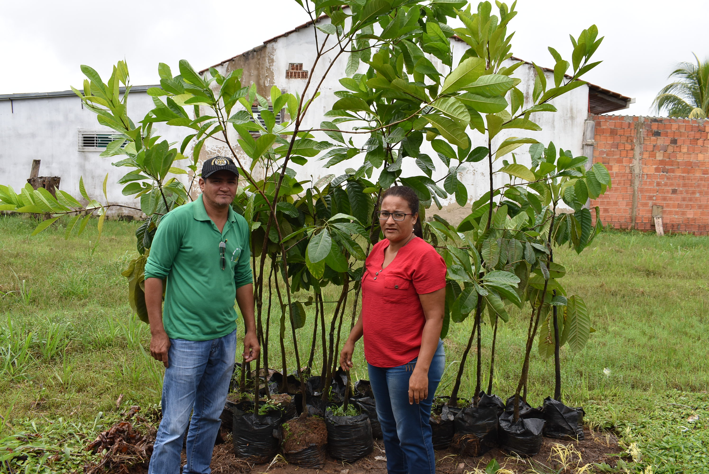 Prefeitura de Brasileia trabalha no plantio de mudas para arborização da cidade